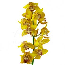 Орхидея цимбидиум Esther желтая 80см (цена за 1 ветку)