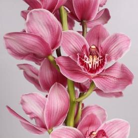 Орхидея цимбидиум Monica розовая 80см (цена за 1 ветку)