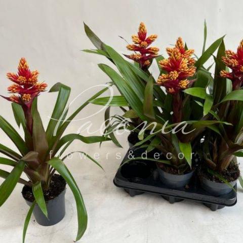 Гузмания 13*50 Brush Гузмания 13*50 Brush