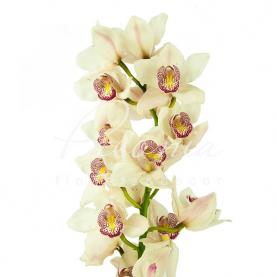 Орхидея цимбидиум Time Out белая 80см (цена за ветку)
