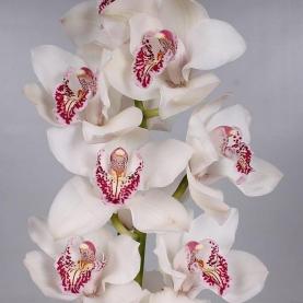 Орхідея цимбідіум White Vanity біла 80см (ціна за 1 гілку)
