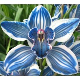Орхидея цимбидиум крашеная синяя 80см (цена за ветку)