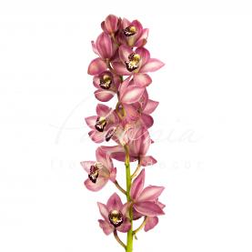 Орхидея цимбидиум мини микс *10 (цена за ветку)