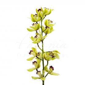 Орхидея цимбидиум мини микс *10 (цена за ветку)