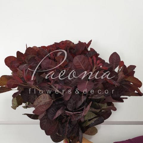 Котінус Coggygria Royal Purple 55-60см