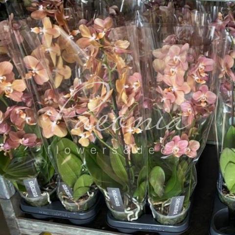 Фаленопсис (орхідея) 12*55 1 стовбур жовто-помаранчевий мікс (Ter Laak Orchids)