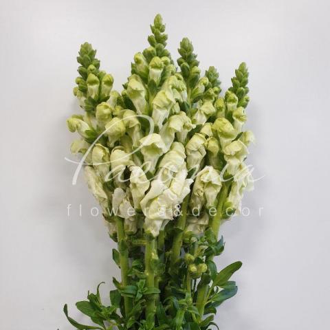 Антирринум Potomac White 75см