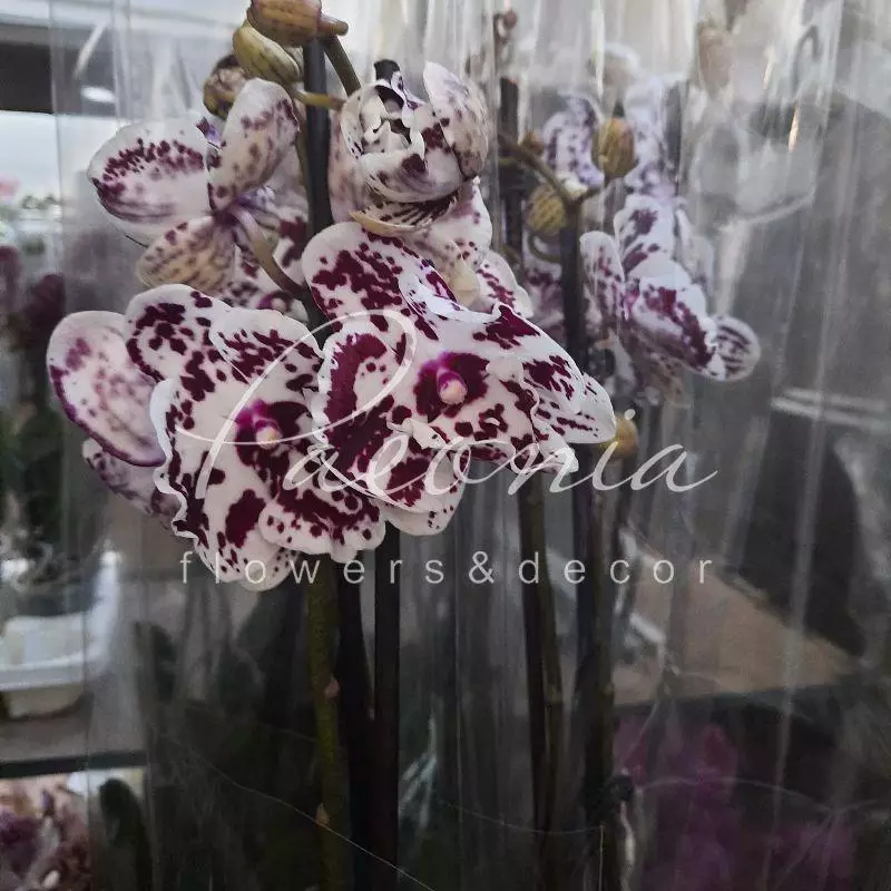 Купить Фаленопсис (орхидея) 12*65 1 ствол Big Lip Arlekin (Phalaenova)  оптом | Paeonia