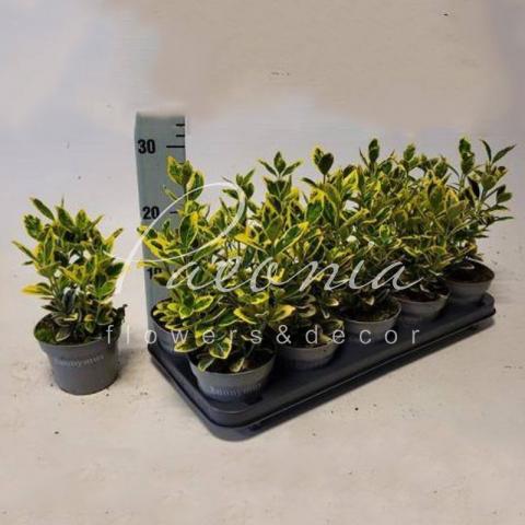 Бересклет 13*30 japonica Marieke
