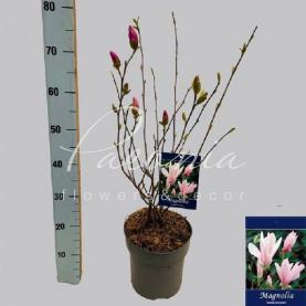 Магнолія 23*70 рожева George Henry Kern