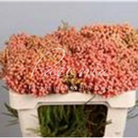 Берзелия Lanuginosa Pink 50см (цена за 1 ветку)