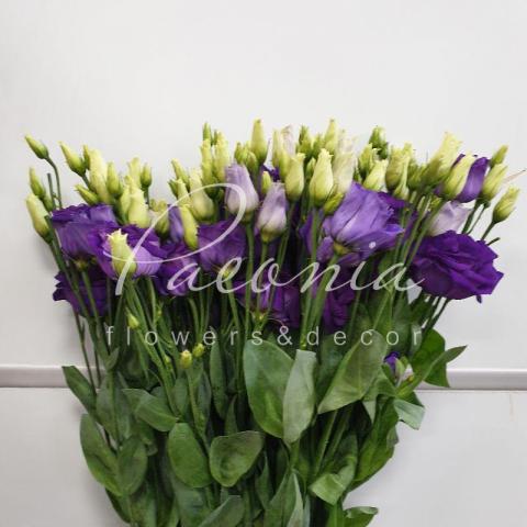 Еустома Rosita Blue 70см