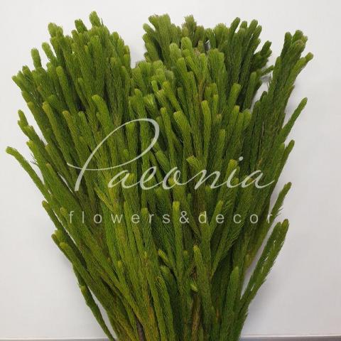 Бруния Albigreen 40см (цена за ветку)