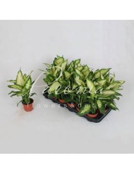 Диффенбахія 9*25 Camilla Диффенбахія 9*25 Camilla