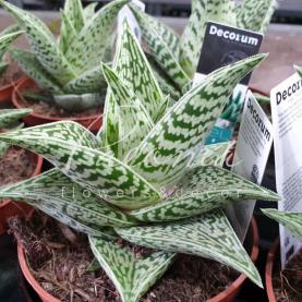 Алое 10*15 Variegata 