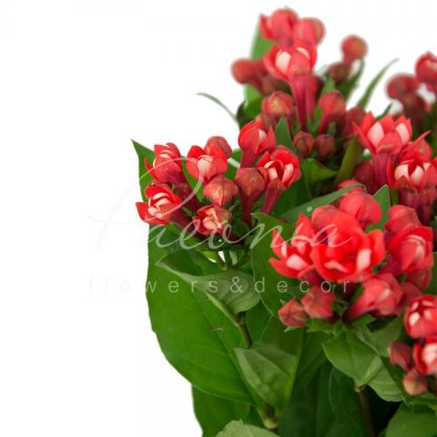 Бувардія Diamond Coral 60см Бувардія Diamond Coral 60см
