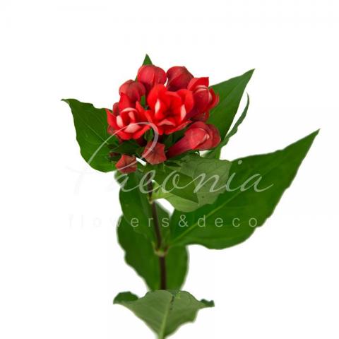 Бувардія Diamond Coral 60см Бувардія Diamond Coral 60см