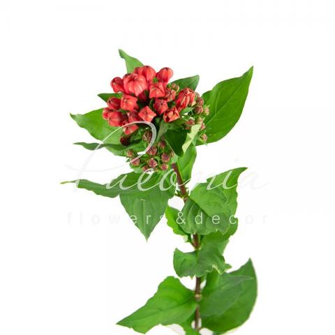 Бувардія Diamond Coral коралова 70см Бувардія Diamond Coral коралова 70см