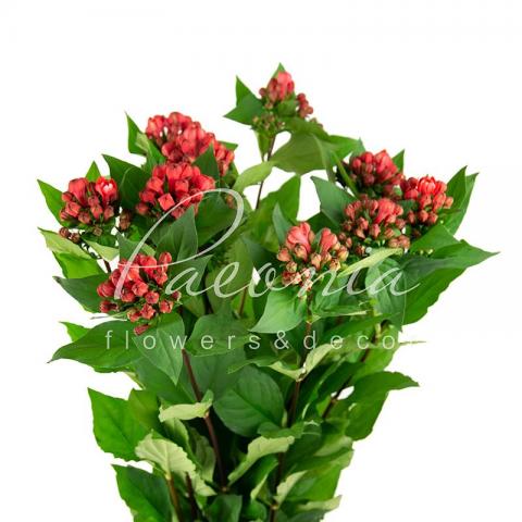 Бувардія Diamond Coral коралова 70см