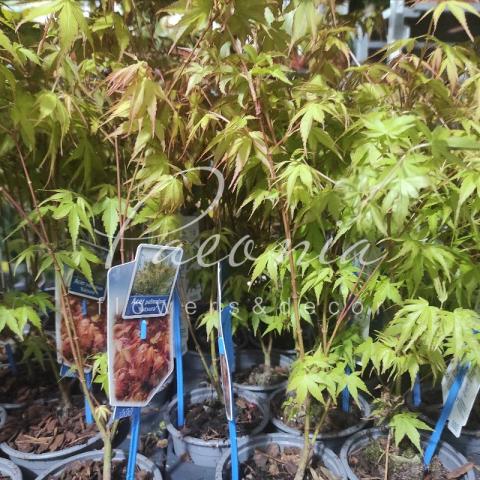 Клен 10*30 palmatum Katsura