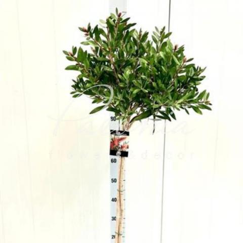 Калістемон 22*125 citrinus Splendens