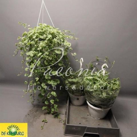 Глехома 22*20 Variegata у підвісі