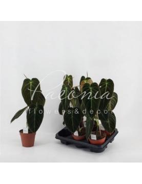 Філодендрон 12*45 Melanochrysum Філодендрон 12*45 Melanochrysum