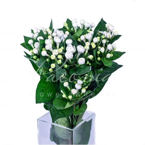 Бувардія Diamond Sparkles біла 50см Бувардія Diamond Sparkles біла 50см