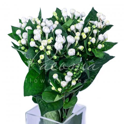 Бувардія Diamond Sparkles біла 60см Бувардія Diamond Sparkles біла 60см