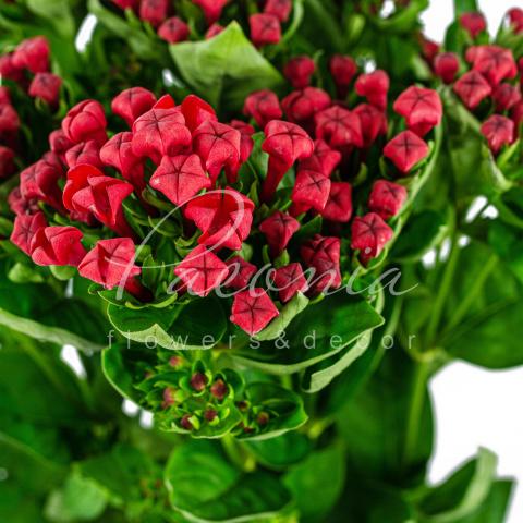 Бувардія Royal Red червона 70см Бувардія Royal Red червона 70см