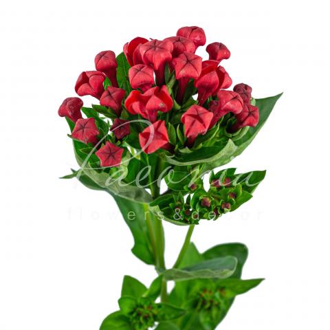 Бувардія Royal Red червона 70см Бувардія Royal Red червона 70см