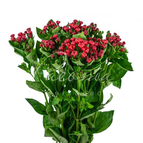 Бувардія Royal Red червона 70см