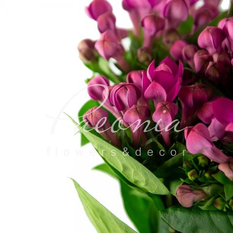 Бувардія Royal Violet фіолетова 60см Бувардія Royal Violet фіолетова 60см