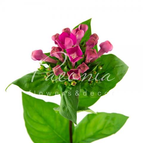 Бувардія Royal Violet фіолетова 60см Бувардія Royal Violet фіолетова 60см
