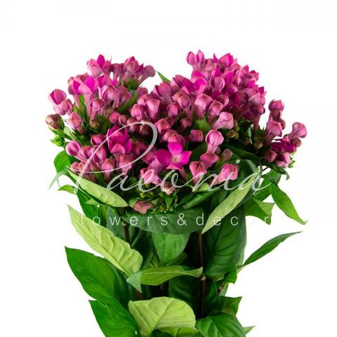 Бувардія Royal Violet фіолетова 60см