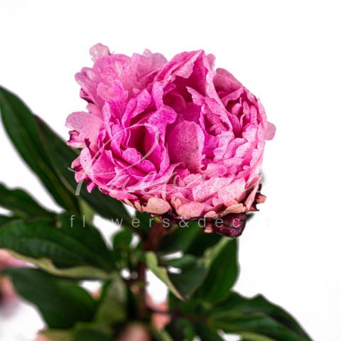 Півонія Rose The Fawn 55см Півонія Rose The Fawn 55см