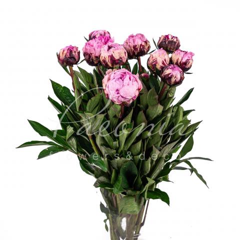 Півонія Rose The Fawn 55см Півонія Rose The Fawn 55см