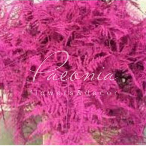 Аспарагус фарбований рожевий 45см (ціна за 1 пучок)