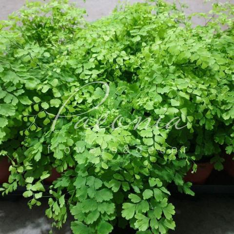 Адиантум 14*35 Fragrans