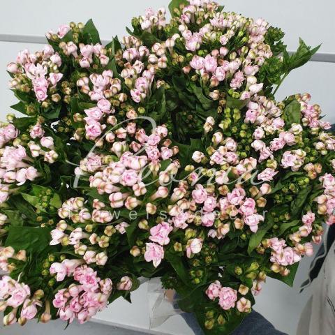 Бувардія Diamond Pink рожева 50см