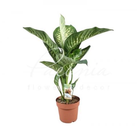 Диффенбахия 21*95 Tropic Snow