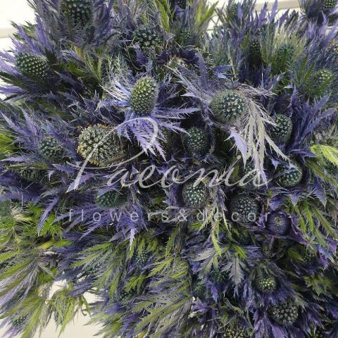 Эрингиум Alpinum Blue Angel 50см