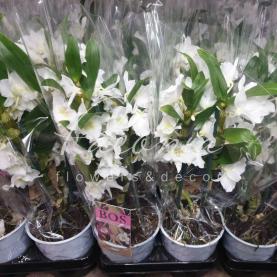 Дендробиум (орхидея) 12*50 Nobille белый Дендробиум (орхидея) 12*50 Nobille белый