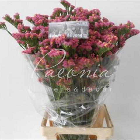Статиця Coral Wings коралова 70см