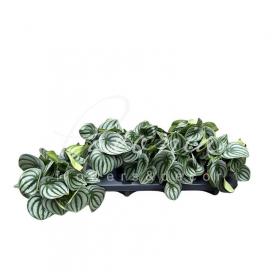 Пеперомія 12*20 Argyreia