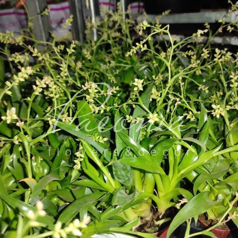Катопсис 6*30 Morreniana
