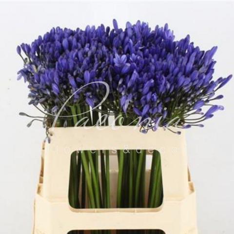 Агапантус Blue Giant 50см