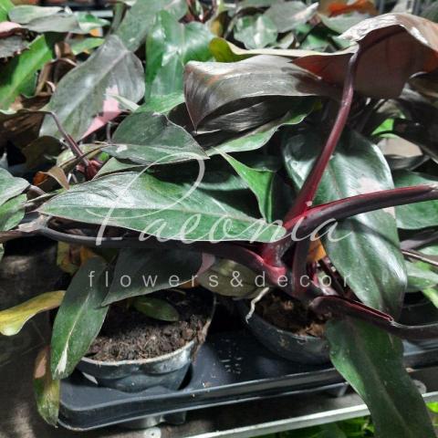 Філодендрон 15*40 Lisa Філодендрон 15*40 Lisa