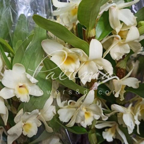 Дендробиум (орхидея) 12*45 Nobille желтый