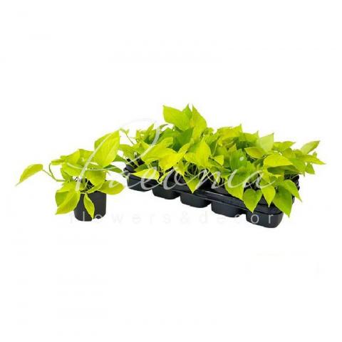 Епіпремнум 12*15 Golden Pothos